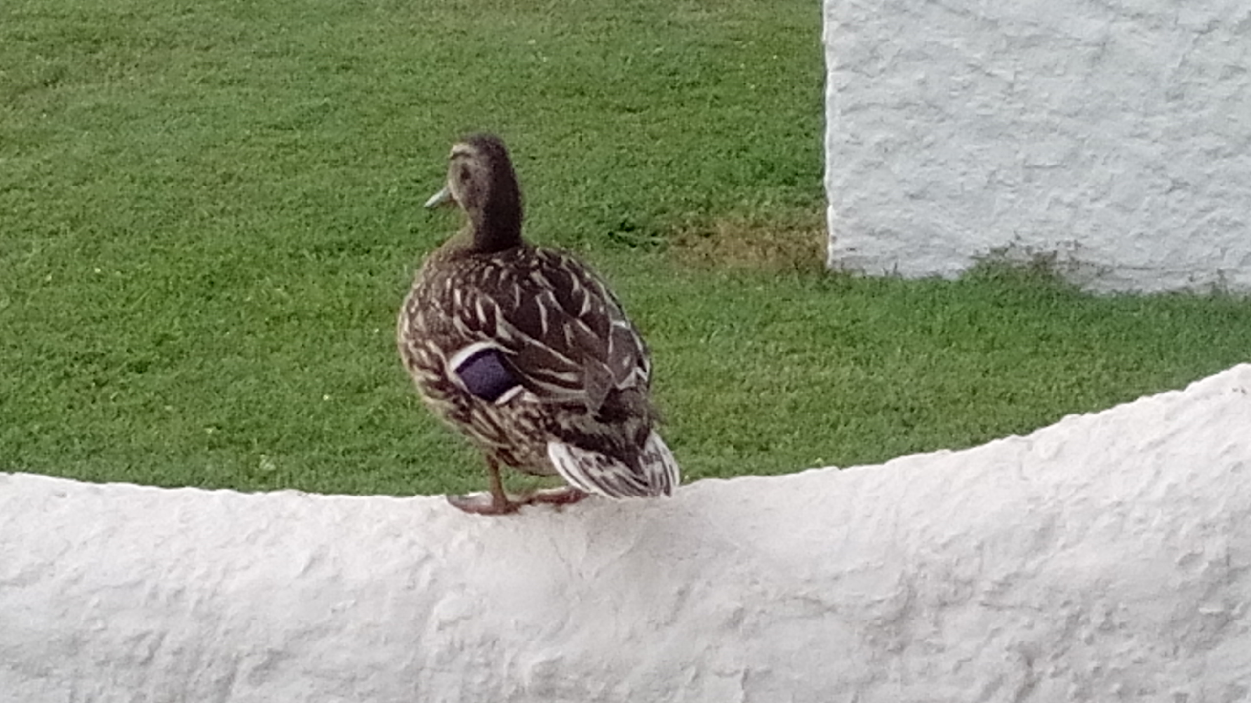 Photo n° 1 de l'avis de Fatiha.h fait le 28/05/2018 à 17:06