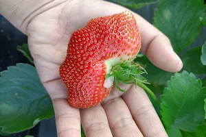 阿地草莓園 image