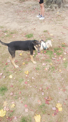 Park «Dog Park», reviews and photos, 1121 Locust St, Fall River, MA 02720, USA