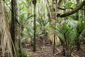 Murphys Bush Reserve image