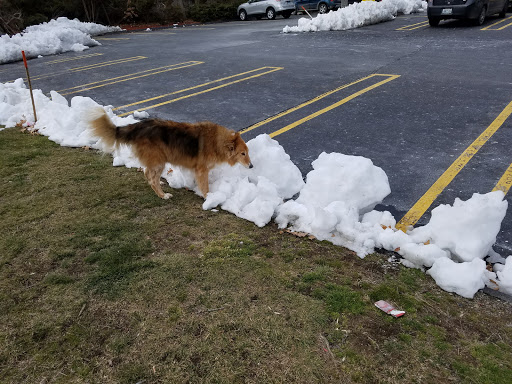 Pet Supply Store «Petco Animal Supplies», reviews and photos, 825 Hartford Turnpike, Waterford, CT 06385, USA