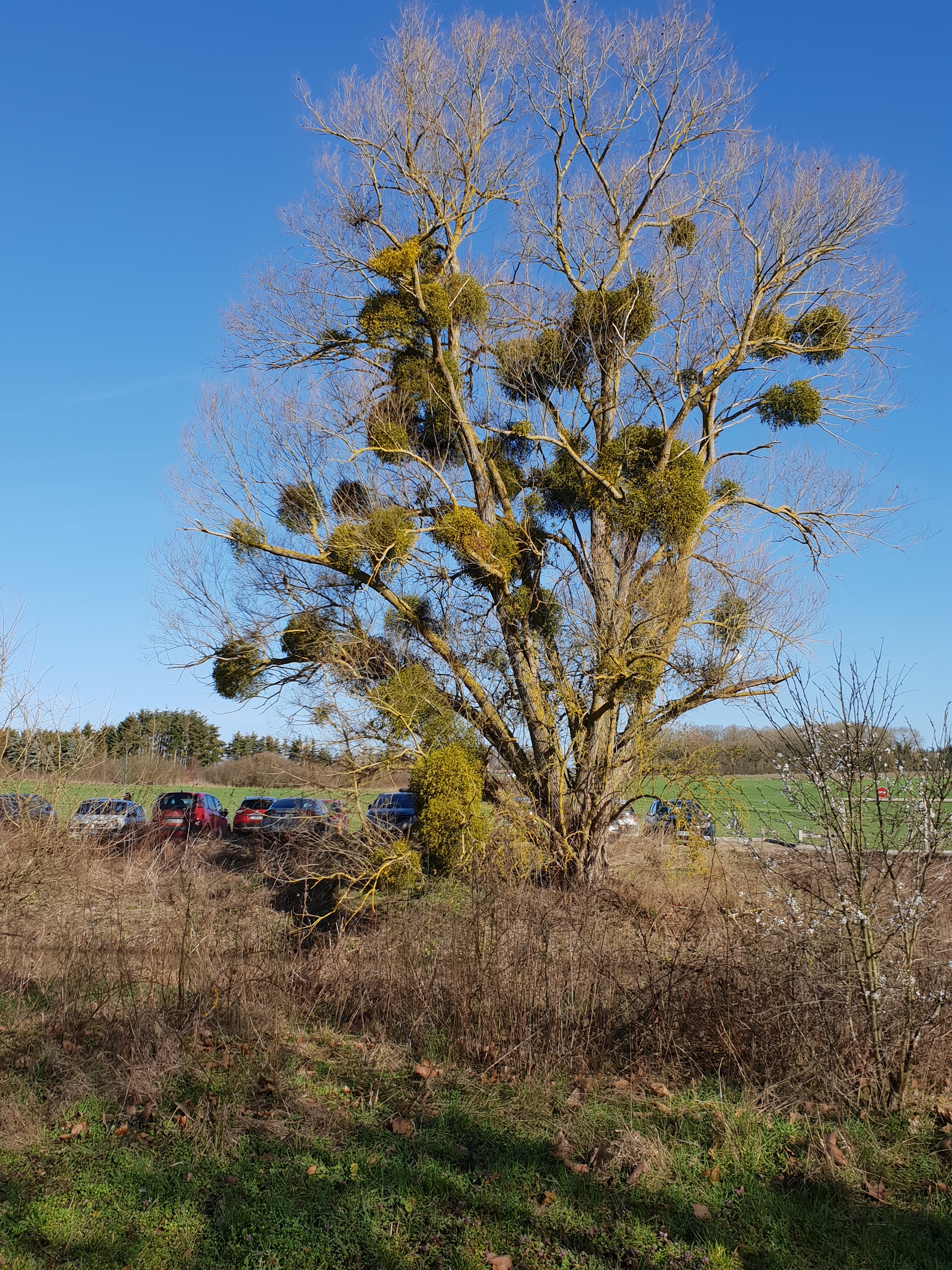 Photo n° 2 de l'avis de Francesco.i fait le 12/03/2019 à 11:29
