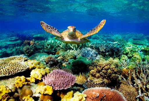 SCUBA Tour Agency «Rec Diving Blue Chip Travel», reviews and photos, 32552 Woodward Ave, Royal Oak, MI 48073, USA