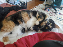 Tail Waggle Pets, LLC - Photo 6 - Car repair in Poughkeepsie, NY, Poughkeepsie