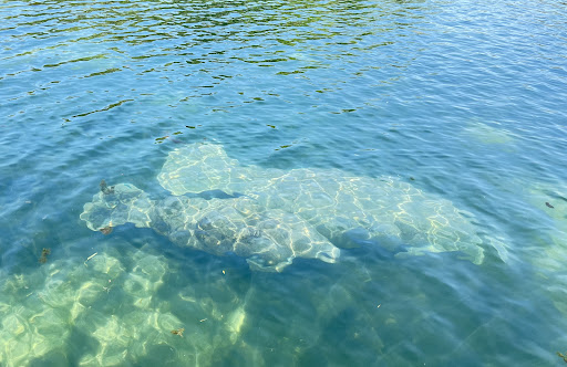 Tourist Attraction «Fun 2 Dive - Swim with Manatees», reviews and photos, 135 NE 3rd St, Crystal River, FL 34429, USA