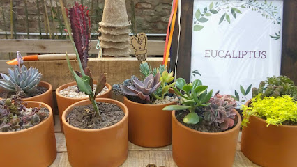 EUCALIPTUS Cactus y Suculentas