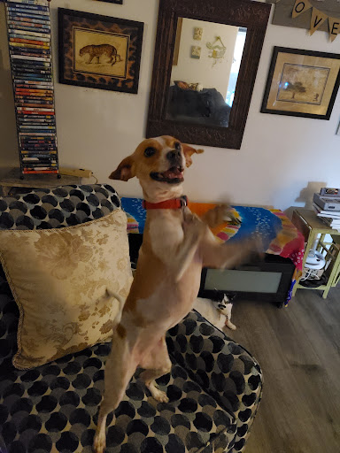 Pet Supply Store «PetSmart», reviews and photos, 2901 Agua Fria Fwy, Phoenix, AZ 85027, USA