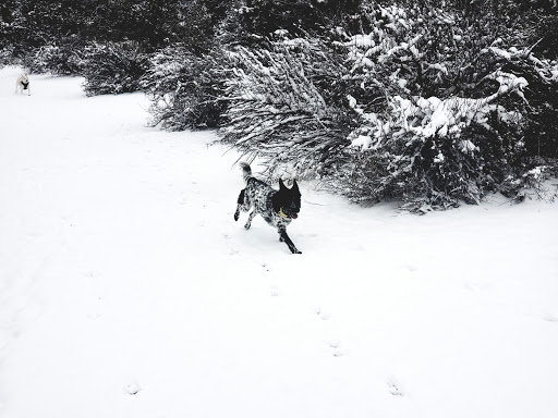 Animal Shelter «BrightSide Animal Center (formerly Humane Society of Redmond)», reviews and photos