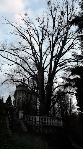 Erzsébet Királyné fája - Szombathely