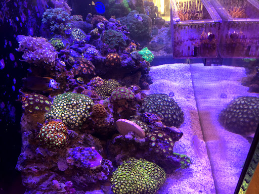Tropical Fish Store «OceanLife Aquariums», reviews and photos, 5475 West Loop S, Houston, TX 77081, USA