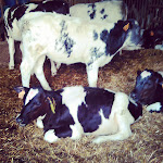 Photo n°1 de l'avis de Andrea.a fait le 05/05/2018 à 23:03 sur le  Agriturismo La Cascina à Brembate di Sopra