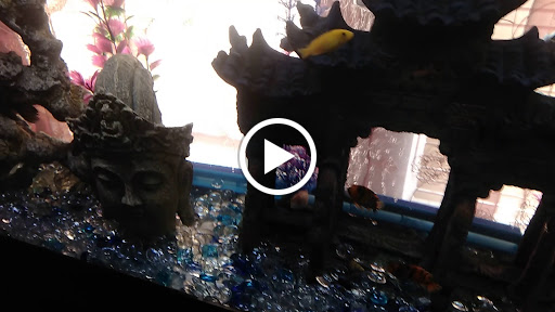 Pet Store «Fish R Us», reviews and photos, 10855 TX-242, Conroe, TX 77385, USA