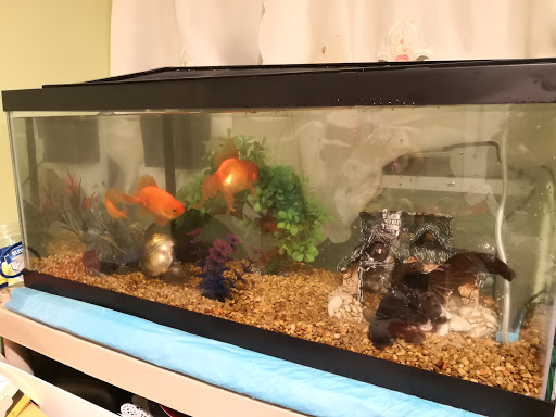 Pet Supply Store «Petco Animal Supplies», reviews and photos, 4161 N Harlem Ave, Norridge, IL 60706, USA