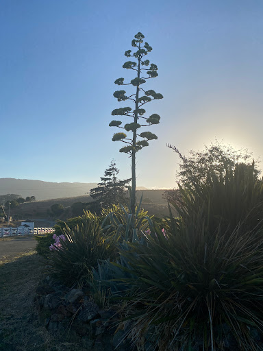 Bed & Breakfast «Point Reyes Vineyards», reviews and photos, 12700 Shoreline Hwy, Point Reyes Station, CA 94956, USA