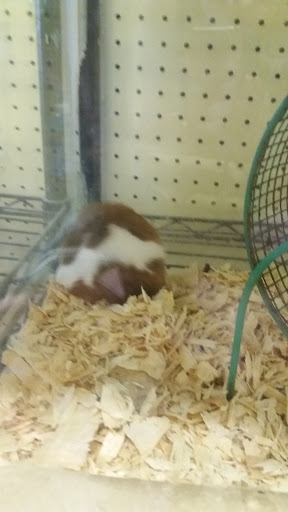 Pet Store «North East Discount Pet Center», reviews and photos, 49 Bridge St #5, Pelham, NH 03076, USA