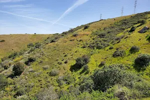 San Bruno Mountain Ecological Reserve- Buckeye Canyon image