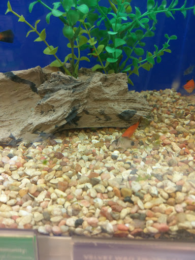 Pet Supply Store «PetSmart», reviews and photos, 1549 Bay Area Blvd, Webster, TX 77598, USA