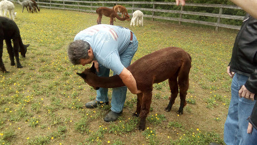 Farm «Painted Sky Alpaca Farm & Fiber Mill», reviews and photos, 95 Knight House Ln, Earleville, MD 21919, USA