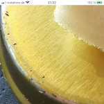 Photo n°5 de l'avis de Britta.� fait le 12/09/2023 à 20:09 sur le  Konrad’s à Bonn