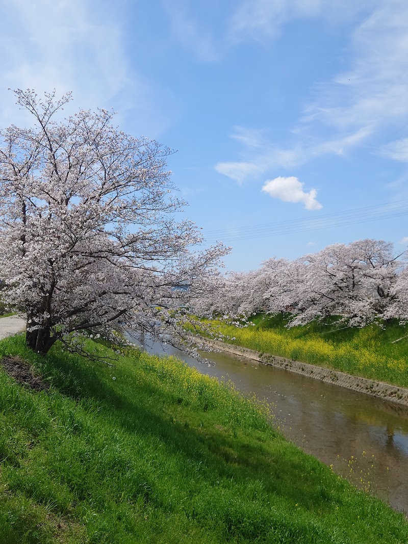 佐保川の桜