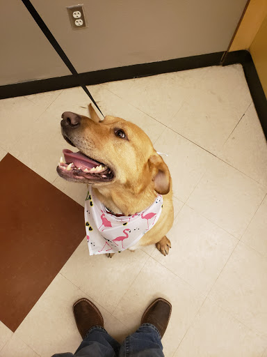 Pet Supply Store «PetSmart», reviews and photos, 1050 McKinley Pl Dr #30, San Marcos, TX 78666, USA