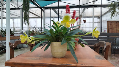 Les Orchidées de la Belle Etoile à Saint-Jean-de-Boiseau