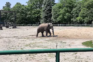 Słonie w Śląskim ZOO image