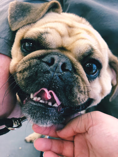 Pet Supply Store «Petco Animal Supplies», reviews and photos, 7400 Rivers Ave z, North Charleston, SC 29406, USA