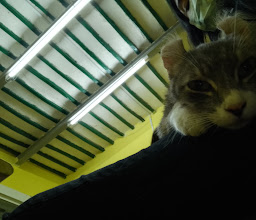 VETERINARY CLINIC ANIMAL PLANET photo