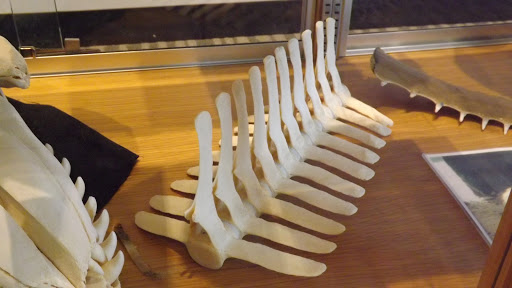 Educational Institution «Institute For Marine Mammal Studies», reviews and photos, 10801 Dolphin Ln, Gulfport, MS 39503, USA