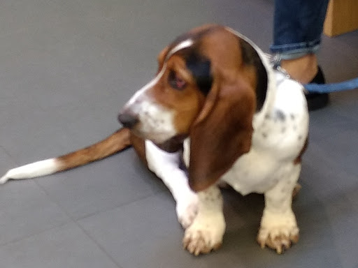 Pet Supply Store «Petco Animal Supplies», reviews and photos, 816 Washington St, Middletown, CT 06457, USA