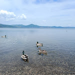 Photo n°1 de l'avis de Gianluca.a fait le 09/05/2023 à 15:10 sur le  Ristorante Da Tonino Bracciano à Bracciano