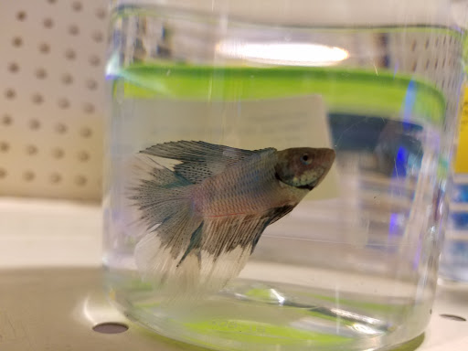 Pet Supply Store «PetSmart», reviews and photos, 3033 NY-50, Saratoga Springs, NY 12866, USA