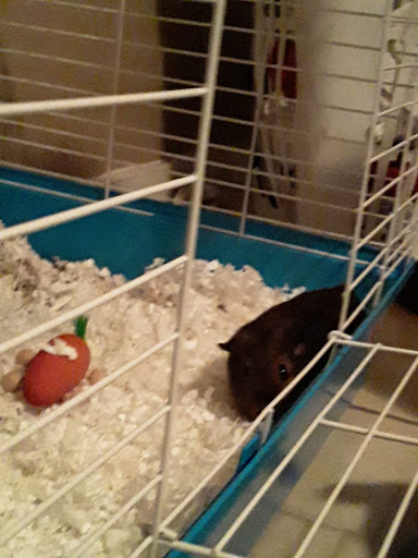 Pet Supply Store «Pet Supermarket», reviews and photos, 1629 Perry Hill Rd, Montgomery, AL 36106, USA