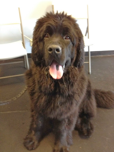 Dog Trainer «Calling All Dogs», reviews and photos, 6088 S Highland Dr, Holladay, UT 84121, USA