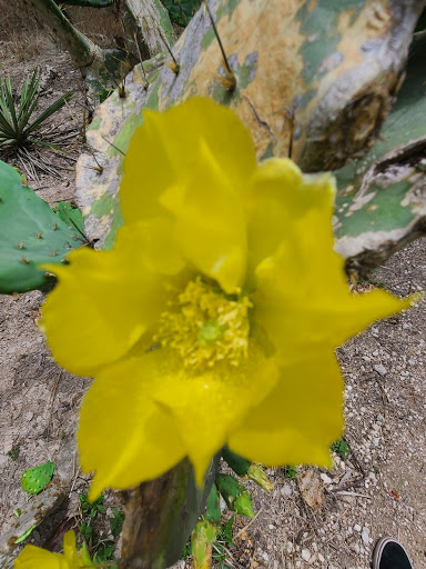 Park «Hugh Ramsey Nature Park», reviews and photos, 1000 TX-499 Loop, Harlingen, TX 78550, USA