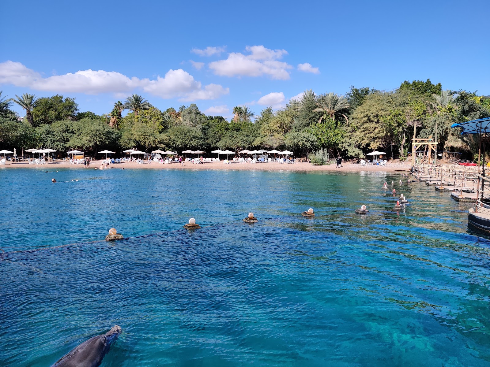 Dolphin Reef Beach'in fotoğrafı küçük koy ile birlikte