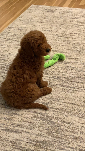 Used Car Dealer «Gmotorcars Auto Sales & Service - OHARE», reviews and photos, 2411 E Oakton St, Arlington Heights, IL 60005, USA