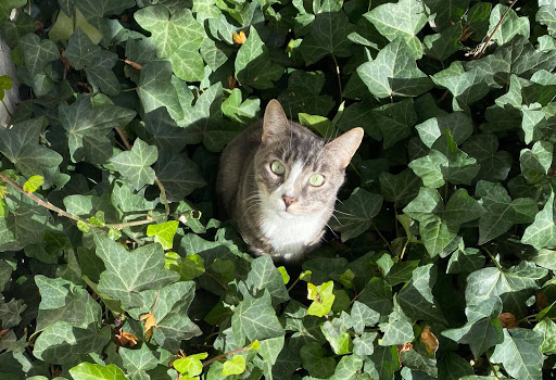 1209 Cole St, Enumclaw, WA 98022, USA