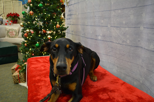 Pet Supply Store «The Natural Pet Enrichment Center», reviews and photos, 6720 Royalton Rd, North Royalton, OH 44133, USA