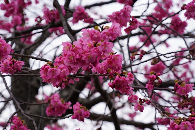 豊泉の桜