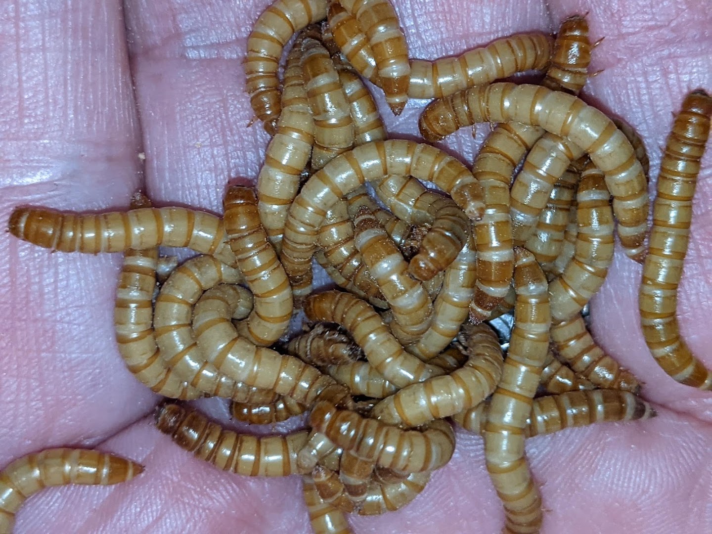 Moxy Mealworms