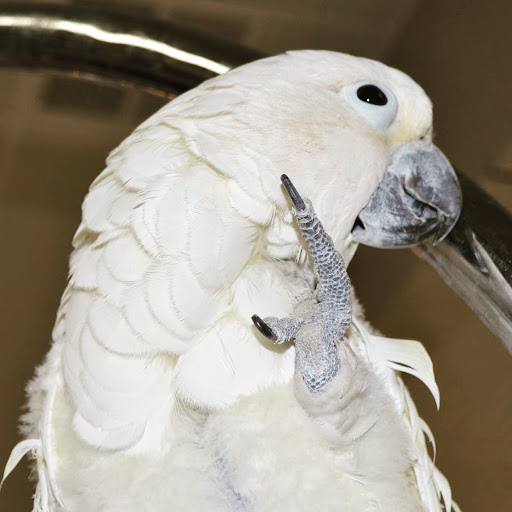 Bird Shop «Arizona Bird Store», reviews and photos, 565 S Dobson Rd, Mesa, AZ 85202, USA