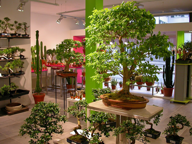 Kommentare und Rezensionen über bonsai.ch GmbH