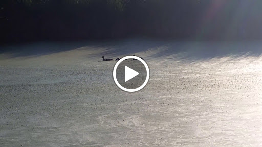 Nature Preserve «Lincoln Marsh», reviews and photos, Harrison Ave & Pierce Ave, Wheaton, IL 60187, USA