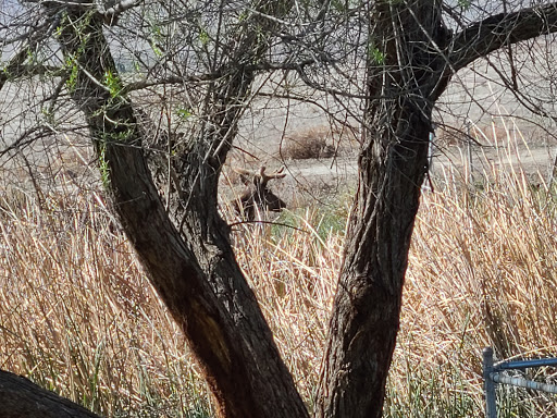 Nature Preserve «Tule Elk Reserve State Natural Reserve», reviews and photos, 8653 Station Rd, Buttonwillow, CA 93206, USA