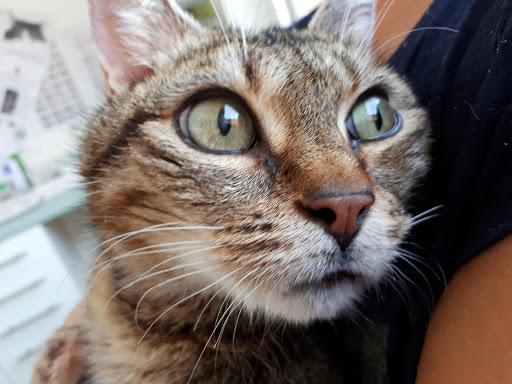 Dr.med.vet. Olaf Burkert veterinarian unter Enkenbach-Alsenborn, Rheinland-Pfalz