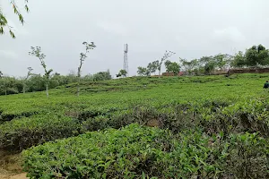 Lakkatura Tea Garden Mountain image