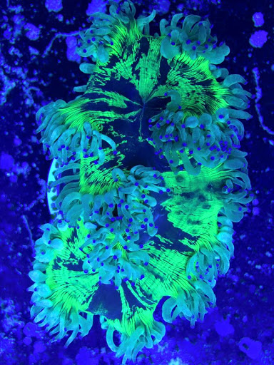 Tropical Fish Store «Reef Oasis», reviews and photos, 7669 Mentor Ave, Mentor, OH 44060, USA