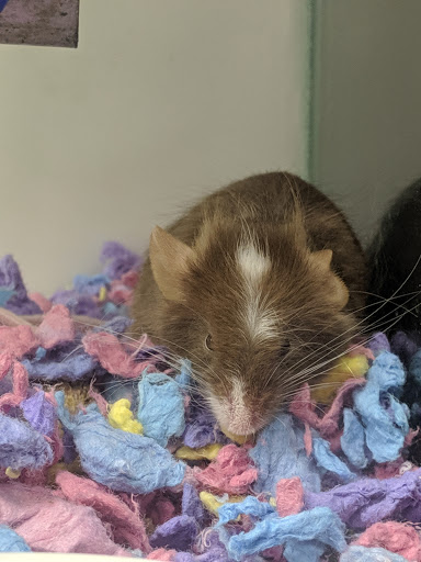 Pet Supply Store «Petco Animal Supplies», reviews and photos, 4345 U.S. 9, Freehold, NJ 07728, USA